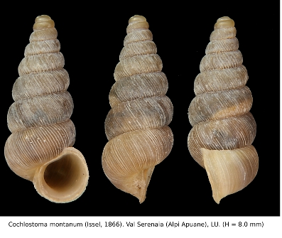 Cochlostoma montanum montanum (Issel, 1866) dalle Apuane